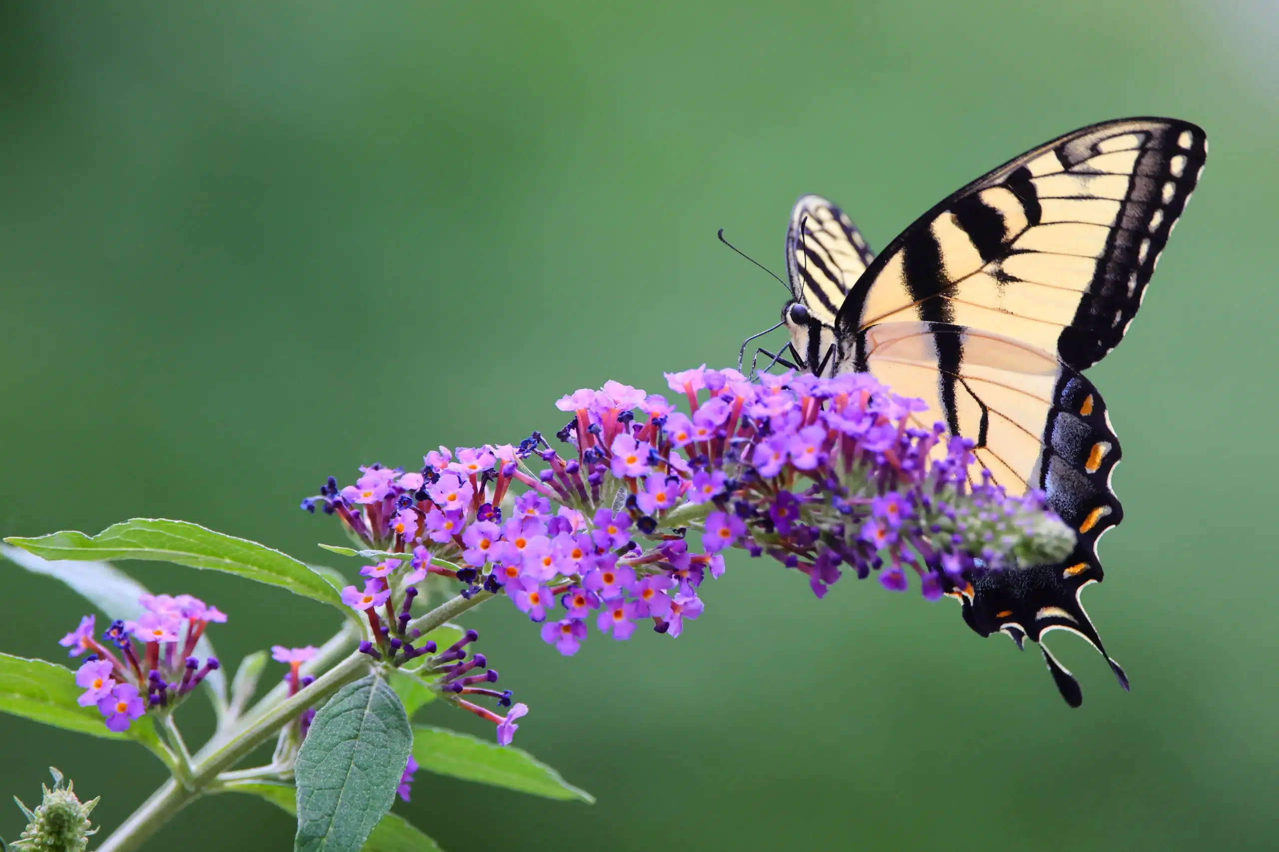 Shallow focus of an Eastern tiger swallowtail butterfly pollinating on summer lilac